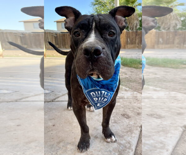 Medium Photo #1 Mutt Puppy For Sale in El Centro, CA, USA