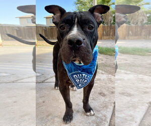 Mutt Dogs for adoption in El Centro, CA, USA