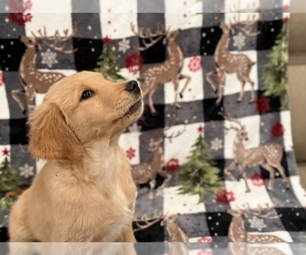 Medium Photo #2 Golden Retriever Puppy For Sale in SACRAMENTO, CA, USA