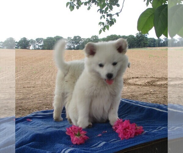 Medium Photo #1 Siberian Husky-Standard Spitz Mix Puppy For Sale in WILLIAMSPORT, MD, USA