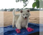 Small Photo #1 Siberian Husky-Standard Spitz Mix Puppy For Sale in WILLIAMSPORT, MD, USA