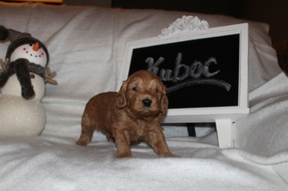 Goldendoodle (Miniature) Puppy for sale in MANSFIELD, OH, USA