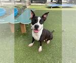 Small Photo #3 American Pit Bull Terrier-Unknown Mix Puppy For Sale in Pasadena, TX, USA