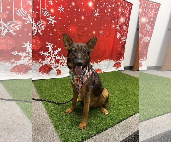 Medium Photo #4 Mutt Puppy For Sale in Euless, TX, USA