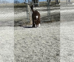 Aussie Pyrenees Dogs for adoption in Stover, MO, USA