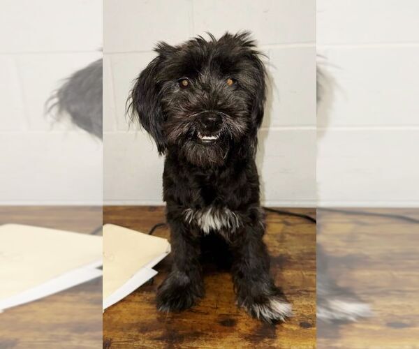 Medium Photo #2 Mutt Puppy For Sale in Perth Amboy, NJ, USA