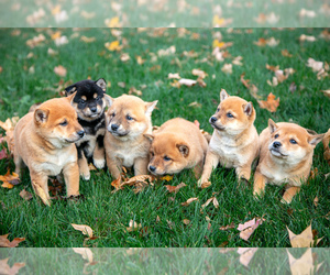 Shiba Inu Litter for sale in TOPEKA, IN, USA