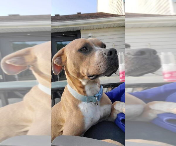 Medium Photo #39 American Pit Bull Terrier-Unknown Mix Puppy For Sale in Germantown, OH, USA