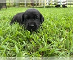 Small Photo #8 Labrador Retriever Puppy For Sale in MARION, SC, USA