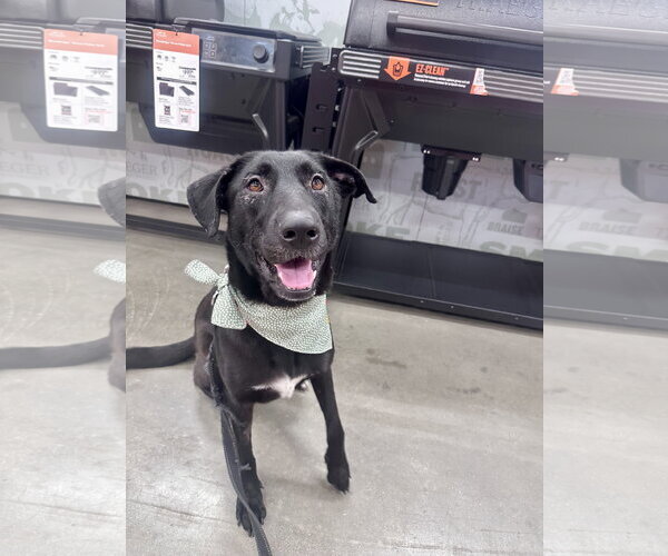 Medium Photo #7 Labrador Retriever-Unknown Mix Puppy For Sale in San Diego, CA, USA