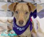 Small Retriever  Mix