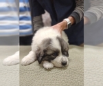 Small #38 Great Pyrenees