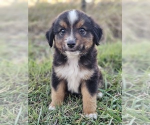 Miniature Australian Shepherd Puppy for sale in TAYLOR, TX, USA