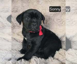 Cane Corso Puppy for sale in MINERAL WELLS, WV, USA