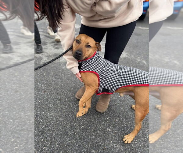 Medium Photo #24 American Staffordshire Terrier-Rhodesian Ridgeback Mix Puppy For Sale in Brewster, NY, USA