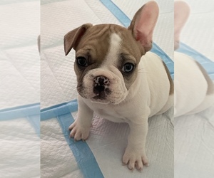 French Bulldog Puppy for Sale in AUBURN, Georgia USA