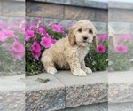 Small Photo #2 Cockapoo Puppy For Sale in CANOGA, NY, USA