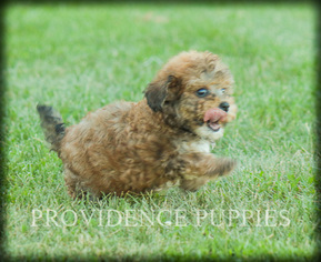 Poovanese Puppy for sale in WAYLAND, IA, USA