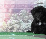 Small #3 Poodle (Toy)-Yorkshire Terrier Mix