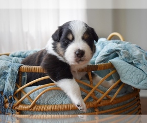 Australian Shepherd Puppy for sale in GROVETOWN, GA, USA