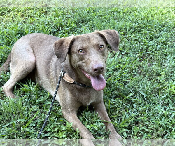 Medium Photo #3 Mutt Puppy For Sale in Calhoun, GA, USA