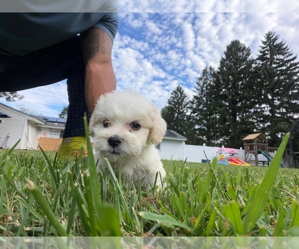 Medium Photo #3 Maltipoo (Miniature) Puppy For Sale in BROCKTON, MA, USA