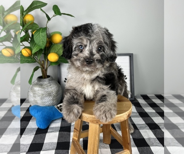 Medium Photo #5 Bernedoodle (Miniature) Puppy For Sale in FRANKLIN, IN, USA