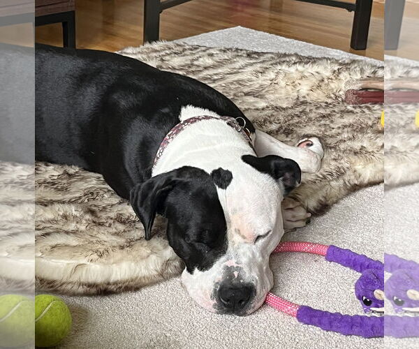 Medium Photo #13 American Pit Bull Terrier-Unknown Mix Puppy For Sale in Fargo, ND, USA