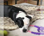 Small #12 American Pit Bull Terrier Mix