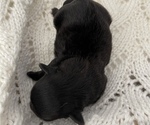 Small Photo #9 ShihPoo Puppy For Sale in CLARE, MI, USA