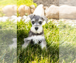 Puppy Scout Schnauzer (Miniature)