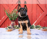 Small Photo #9 German Shepherd Dog Puppy For Sale in PARKESBURG, PA, USA