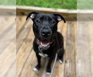 Medium Labrador Retriever Mix