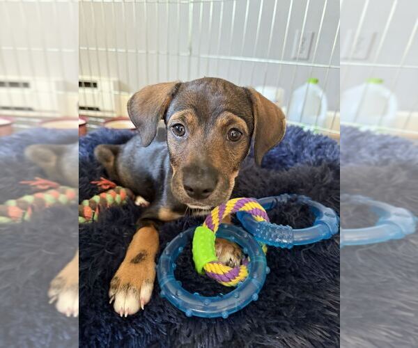 Medium Photo #4 Labbe Puppy For Sale in Brewster, NY, USA