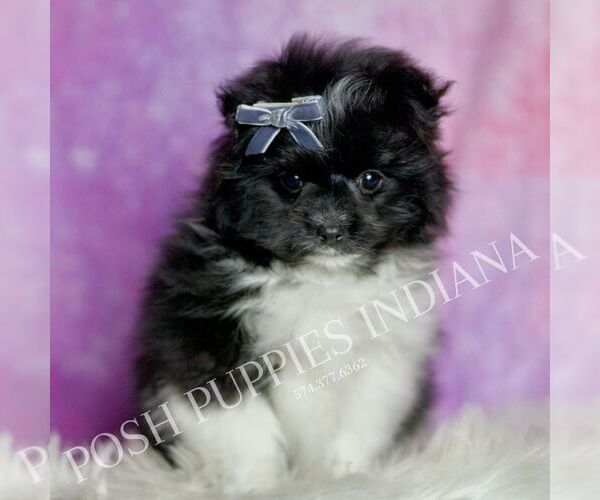 Medium Photo #1 Maltipom Puppy For Sale in WARSAW, IN, USA
