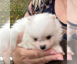 Puppy Snowflake Pomeranian