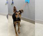 *MAPLE COOKIE - Female German Shepherd Dog-Unknown Mix Dog for Adoption - Small photo