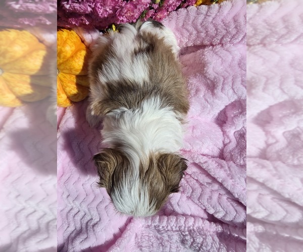 Medium Photo #6 Shih Tzu Puppy For Sale in BUFFALO, NY, USA