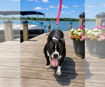 Small #7 American Staffordshire Terrier-Bulldog Mix
