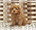 Small #3 Cavapoo (Miniature)