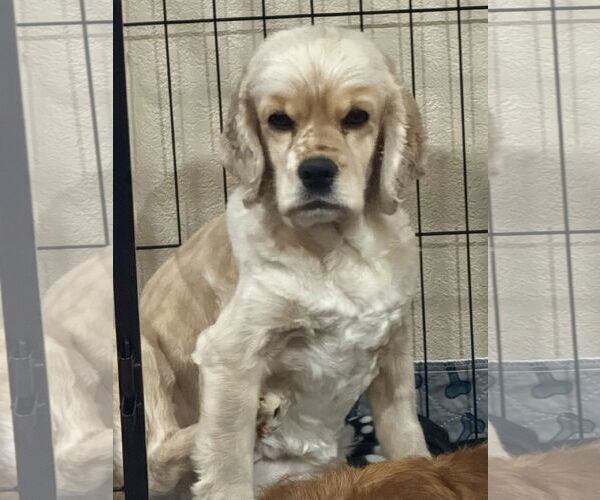 Medium Photo #1 Cocker Spaniel Puppy For Sale in Sioux Falls, SD, USA