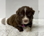 Small Photo #15 Australian Shepherd Puppy For Sale in NEOSHO, MO, USA