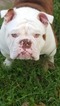 Small Photo #4 English Bulldog Puppy For Sale in HAMILTON, OH, USA