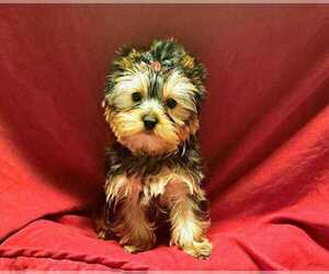 Yorkshire Terrier Puppy for sale in GOLDSBORO, NC, USA