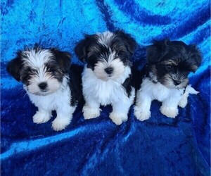 Yorkshire Terrier Puppy for sale in SARASOTA, FL, USA