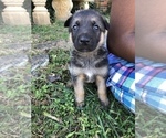 Small Photo #10 German Shepherd Dog Puppy For Sale in ROANOKE, VA, USA