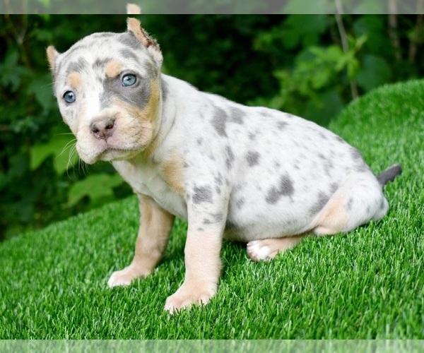 Medium Photo #16 American Bully Puppy For Sale in CLEVELAND, GA, USA