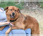 Small #3 Catahoula Leopard Dog Mix