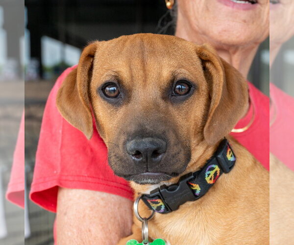 Medium Photo #16 Mutt Puppy For Sale in Mundelein, IL, USA