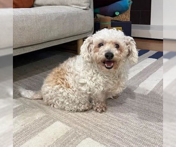 Medium Photo #2 Poodle (Miniature) Puppy For Sale in San Diego, CA, USA